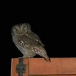 Lechuzas: Guardianes Nocturnos y sus Beneficios para el Hogar