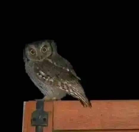 Lechuza posada en una superficie