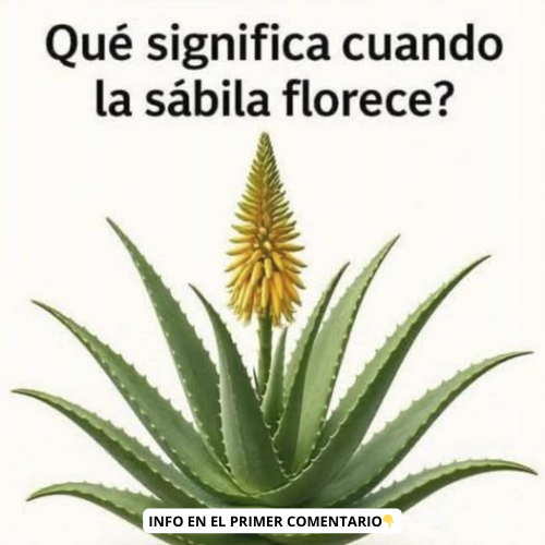 Planta de Sábila Florecida