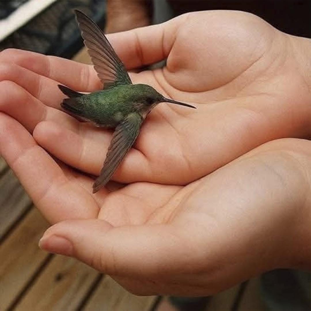 Colibrí descansando en manos