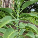 El Kalanchoe: Un Tesoro Verde Para Tu Salud