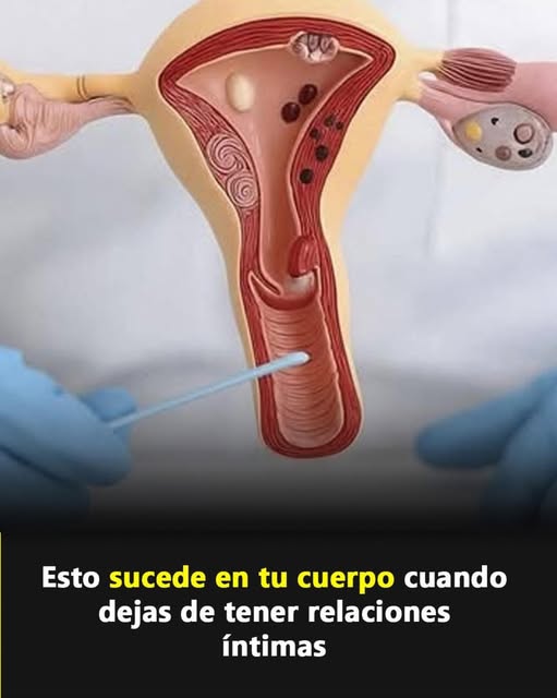 Modelo anatómico del sistema reproductor femenino