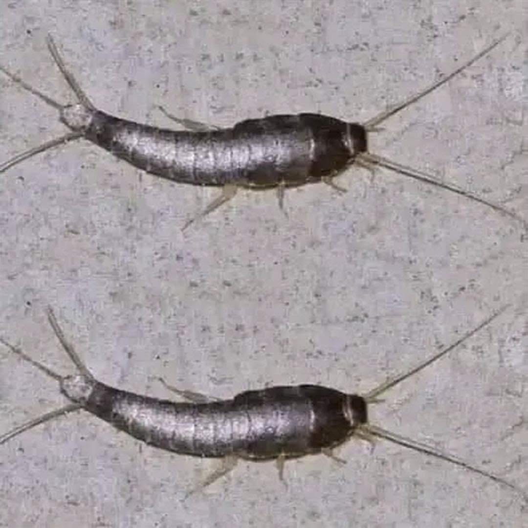 Pececillos de plata en el hogar