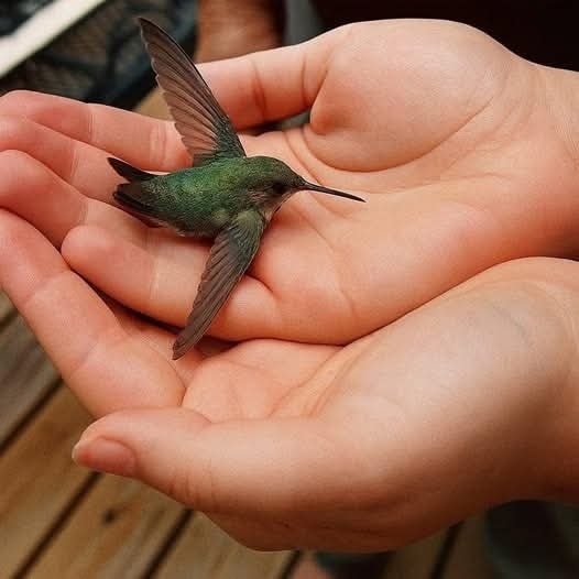 Colibrí en manos