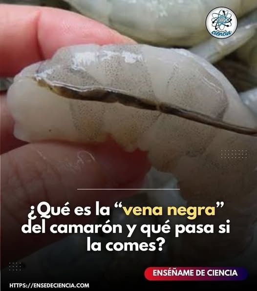 Camarón con vena negra