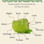 Guanábana: La Fruta Milagrosa para Fortalecer tu Salud Celular