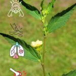 Beneficios de la Planta de Okra: Remedios Naturales para Aliviar Dolores y Más