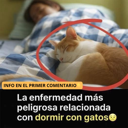 Dormir con gatos