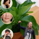Kalanchoe: El Tesoro Natural que No Sabías que Tenías