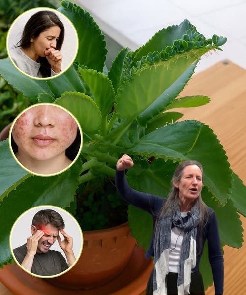 Kalanchoe, planta medicinal