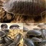 La Reveladora Presencia de las Cochinchillas de Humedad en Tu Hogar