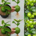 Cómo Plantar un Limonero y Cosechar Cientos de Limones en Casa