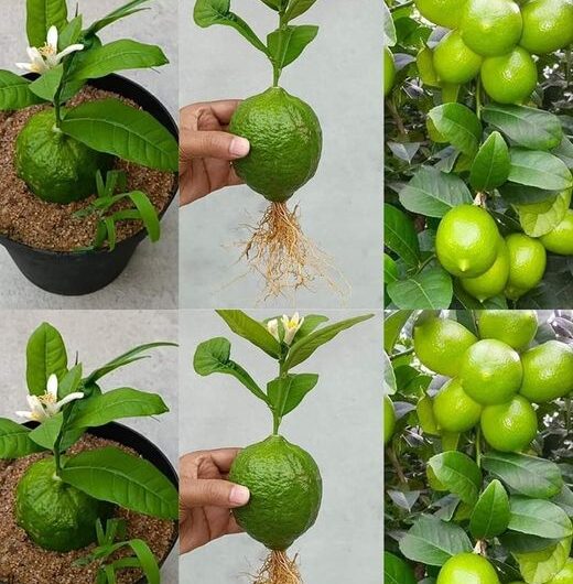 Cómo Plantar un Limonero y Cosechar Cientos de Limones en Casa