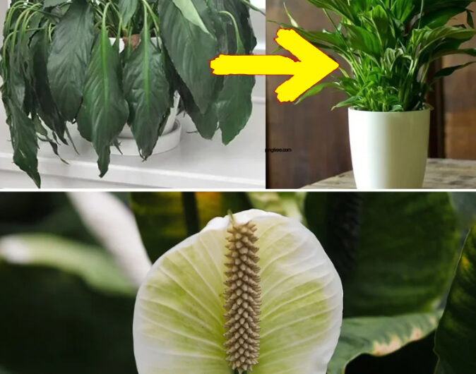 Coloca Este Abono en Cualquier Planta en Casa y Espera Resultados Sorprendentes