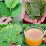 Hojas Curativas: Remedios Naturales para la Salud Integral