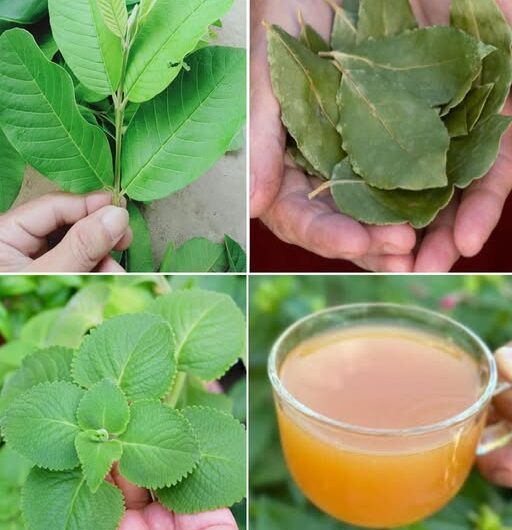 Hojas Curativas: Remedios Naturales para la Salud Integral