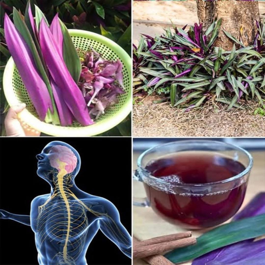 Maguey Morado y su Preparación