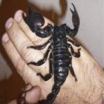 Qué Hacer si un Escorpión Te Pica: Remedios y Tratamientos Naturales