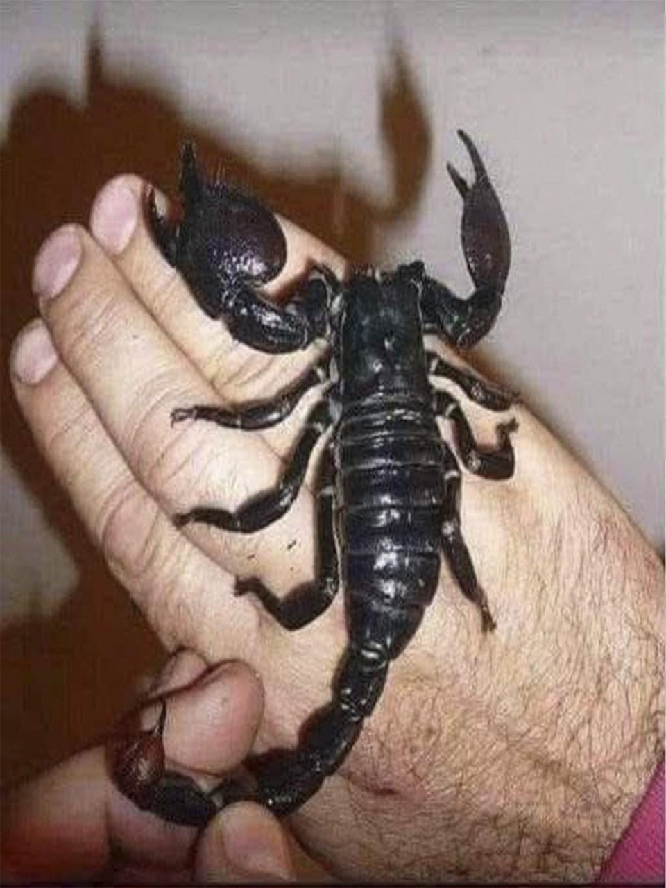 Escorpión grande y oscuro