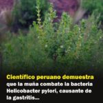 Muña: La Planta Andina que Combate Helicobacter pylori y Mejora la Salud Gástrica