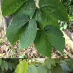 Propiedades Medicinales de la Pata de Vaca (Bauhinia) Para la Diabetes