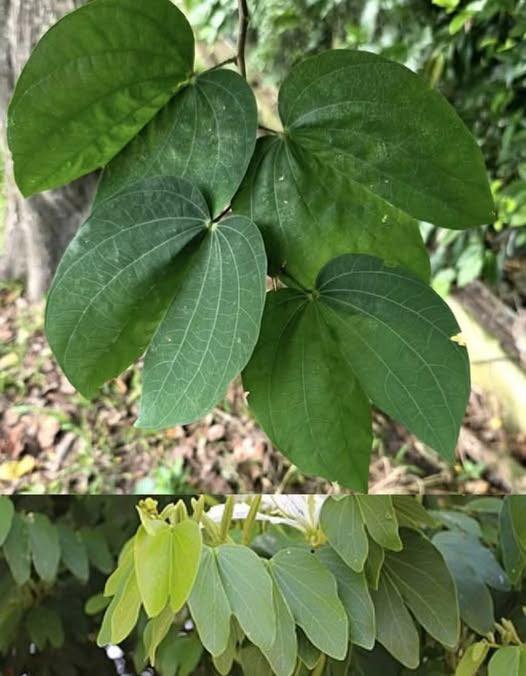Hojas de Pata de Vaca (Bauhinia)
