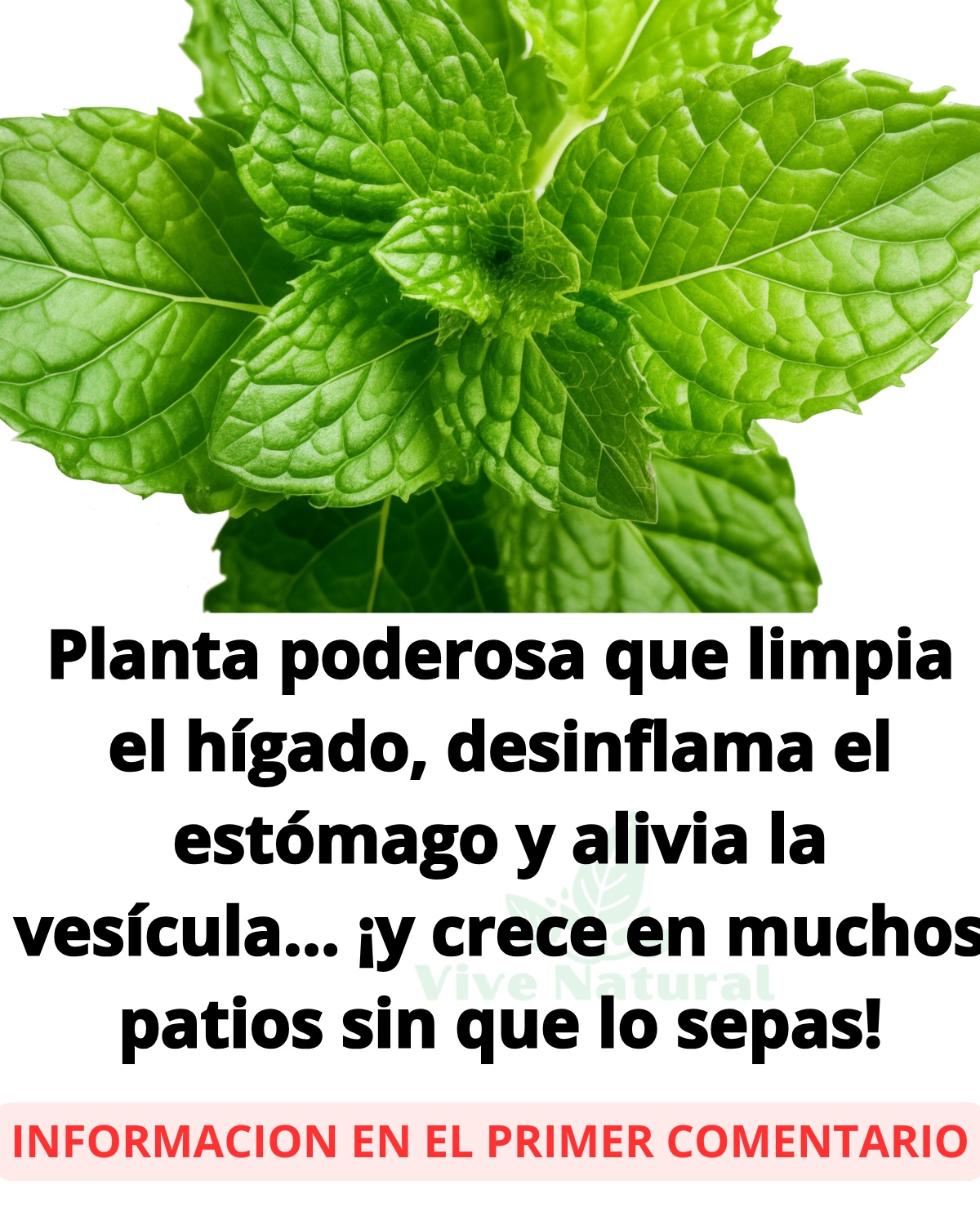 Hojas de Menta fresca