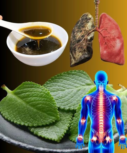 Beneficios del Orégano Orejon