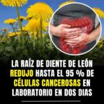 Las Sorprendentes Propiedades del Diente de León en la Salud