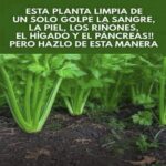 Los Beneficios Inesperados del Apio: Una Maravilla de Planta Medicinal