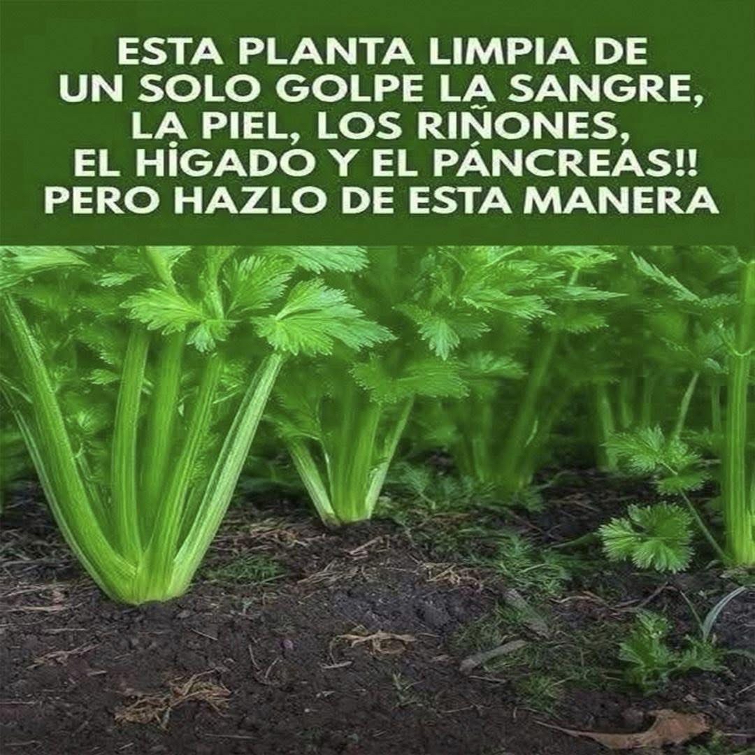 Apio como planta medicinal