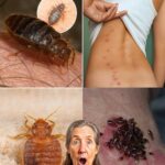 Cómo Eliminar Chinches de Tu Jardín en Minutos con Remedios Naturales