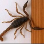 Sabías que los Alacranes Pueden Visitarte en Momentos Inesperados