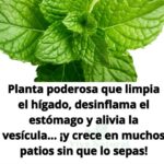Infusión Reparadora para Hígado, Vesícula e Intestinos: El Poder Curativo de la Melisa