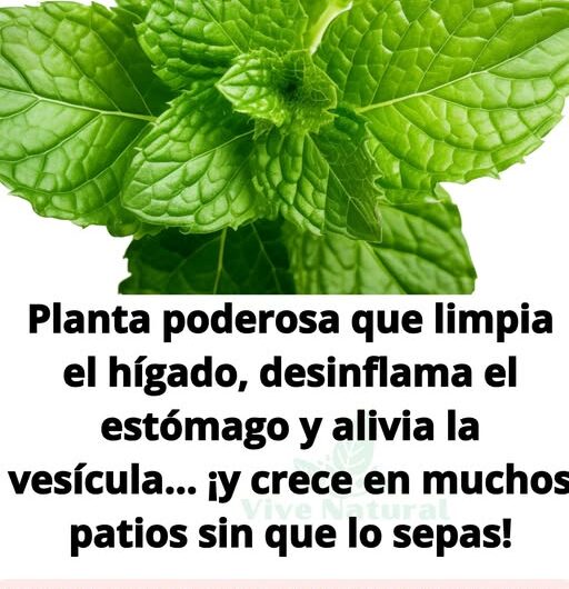 Infusión Reparadora para Hígado, Vesícula e Intestinos: El Poder Curativo de la Melisa