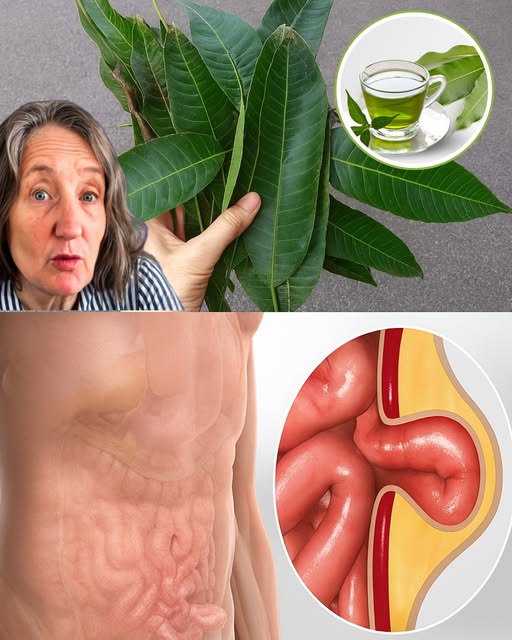 Hojas de Mango y Té