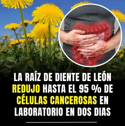 Raíz de Diente de León: El Potencial Natural que Sorprende a la Ciencia