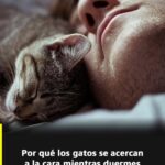¿Por qué los gatos buscan tu cara mientras duermes? Esto dice la ciencia y la conducta felina