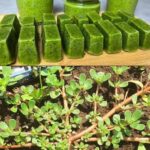 La hierba del jardín que no deberías arrancar: un verdadero tesoro natural