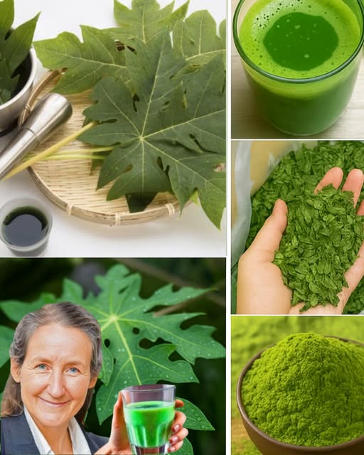 Usos de las hojas de papaya