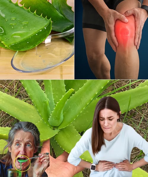 Propiedades del Aloe Vera