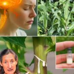Descubre la Planta Que Produce una Savia Muy Valiosa