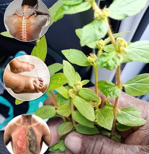 Remedios Naturales: Alivio del Dolor a través de Plantas Medicinales