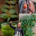 Descubre la Maravilla de la Euphorbia Hirta: Un Tesoro Natural para la Salud