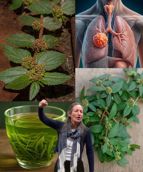 Euphorbia hirta, una planta medicinal