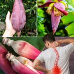 El Valioso Corazón de Banano: Un Tesoro Natural para Tu Salud y Cocina