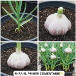Beneficios de Cultivar Ajo en Casa y Cómo Hacerlo de Manera Eficiente