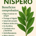 Beneficios de la Hoja de Níspero: Un Remedio Natural Poderoso