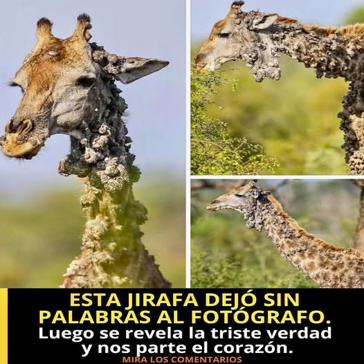 Jirafa con condición visible en su piel