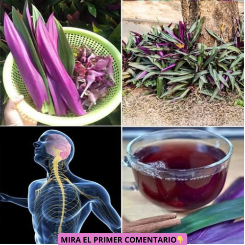 Tradescantia spathacea
